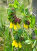 Cerinthe major